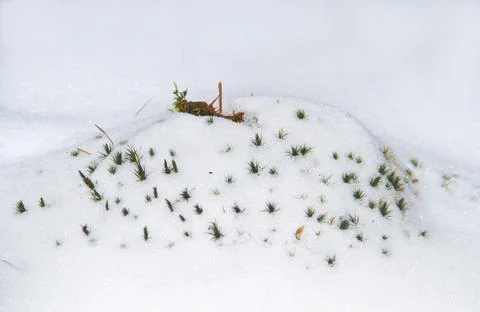 Patch of under snow Stock Photos