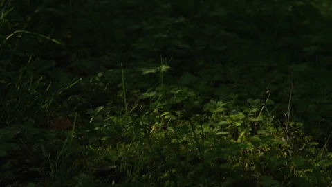Patch of Understory Plants in Dim Summer Forest Stock Footage 340880498