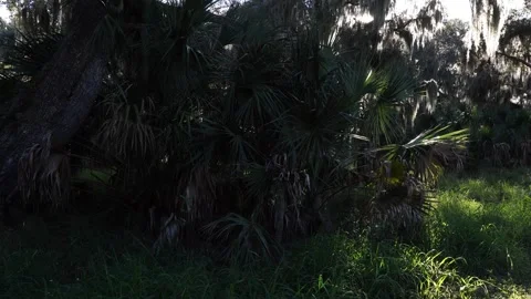 A patch of vegetation lies partly in the shade. A tree with leaves that look Stock Footage 331020400