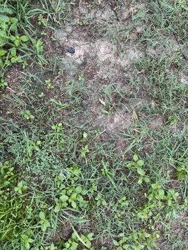 Patch of Weeds Pushing Through Dirt Stock Photos