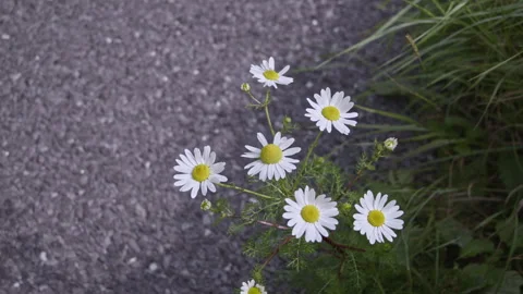 A patch of white daisies is growing out of the cracks in a gray asphalt Vídeos de archivo 279926374