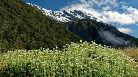 A patch of white daisies in the mountains, New Zealand. Stock Photos