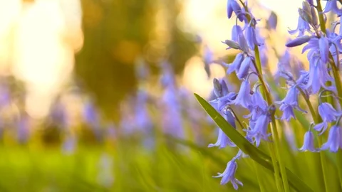 Patch of wild bluebells in the evening sun in spring Stock Footage 93782368