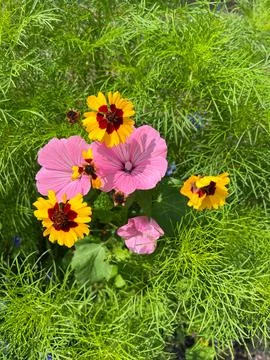 Patch of wild flowers growing in a lush green grassy filed Foto stock