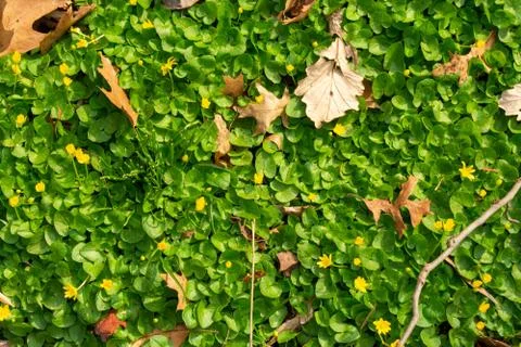 A Patch of Wild Grass and foliage Filling the Frame Stock Photos