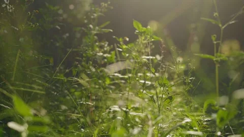 A patch of wild green grass and small herbaceous plants illuminated by warm.. Vidéo 345636000