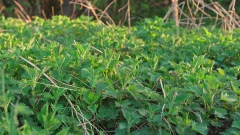 Patch of Wild Stinging Nettle Herbaceous Plant Leaves at Green Meadow on Spring  Vídeos de archivo 277113777