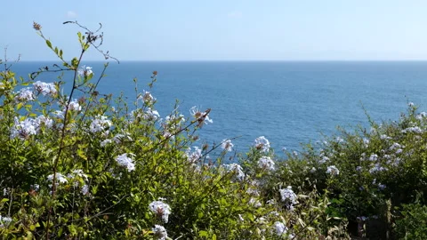 A patch of wildflowers overlooking the Pacific Ocean on a summer day Stock Footage 135281787