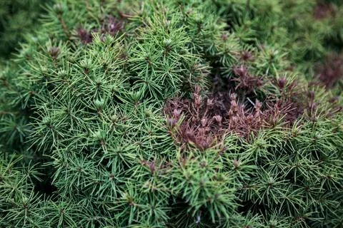 Patch of withered leaves in a pine tree seen up close Stock Photos