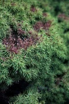 Patch of withered leaves in a pine tree seen up close Stock Photos