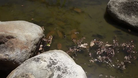 Patch of Wood Chips and Twigs Rolls Along Gentle Creek 스톡 동영상 188421541