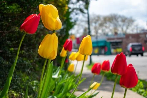 A Patch of Yellow and Red Tulips Next to a Suburban Sidewalk Stock Photos