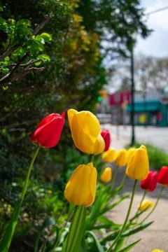 A Patch of Yellow and Red Tulips Next to a Suburban Sidewalk Stock Photos