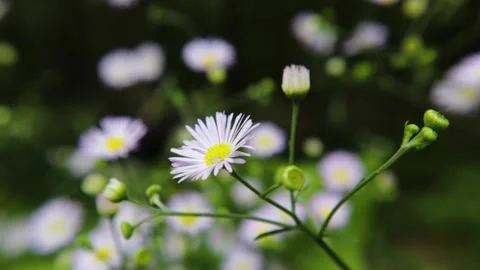 A patch of yellow and white daisy flowers macro view 스톡 동영상 154719666