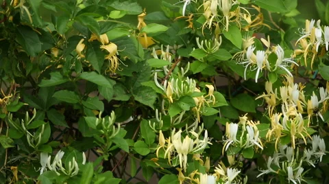 A patch of yellow and white honeysuckle shrubs, closeup pan Vídeos de archivo 47575557
