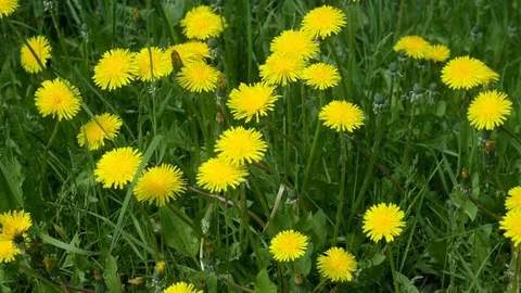 A patch of Yellow Dandelions and a butterfly on a sunny day Vídeos de archivo 109432503