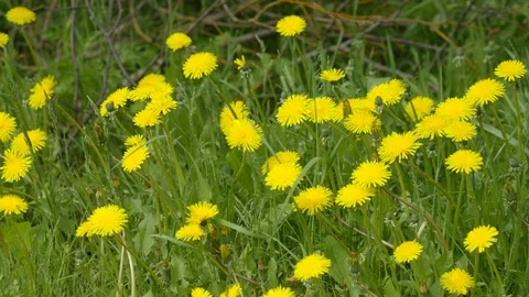 A patch of Yellow Dandelions on a sunny day Stock Footage 109327428