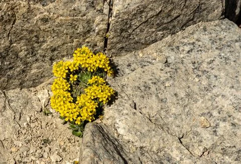 Patch of Yellow Draba Grows In The Cracks of Granite Of Kings Canyon Stock Photos