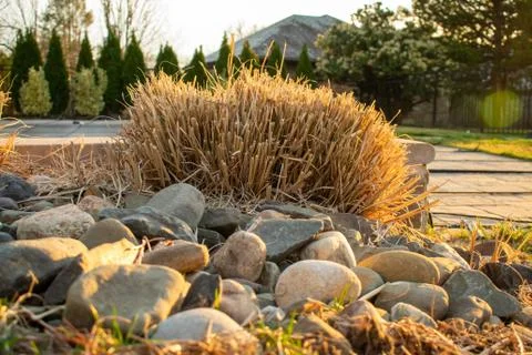 A Patch of Yellow Grass in a Group of Rocks in a Suburban Backyard Stock Photos