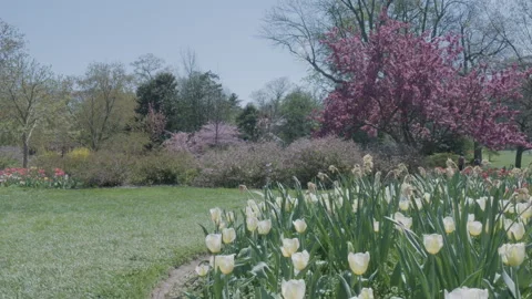 Patch of yellow tulips in blooming garden park Stock Footage 302585443