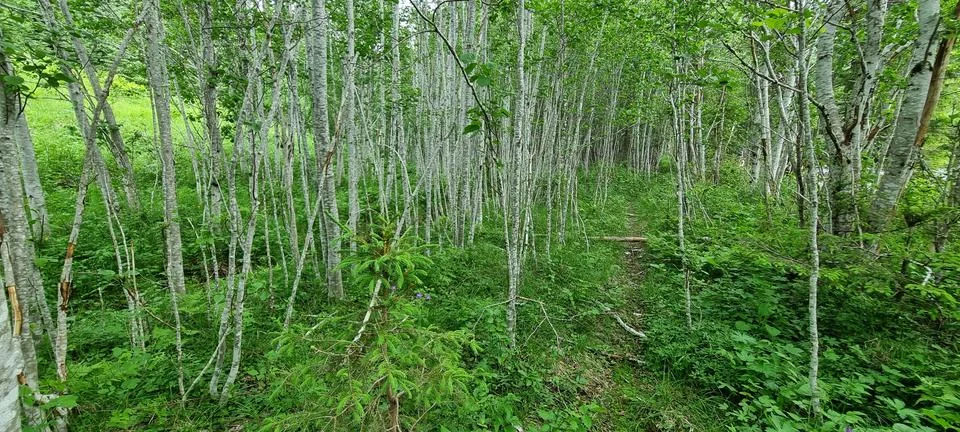 Patch on young goat willow trees in the forest 스톡 사진