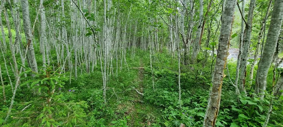 Patch on young goat willow trees in the forest Foto stock