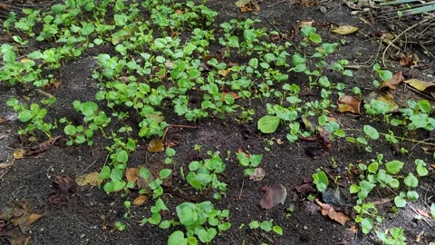 A patch of young kava plants growing in rainforest garden on tropical island in Stock Footage 334837864