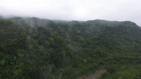 Patches of clouds hanging in a forest valley Stock Footage 85814077
