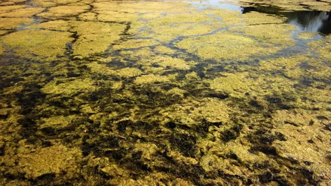 Patches of green algae floating on a lake. UK Stock Footage 159492556