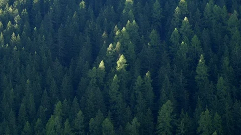 Patches of Sunlight on Alpine Conifer Forest Argentiere France Stock Footage 100257023