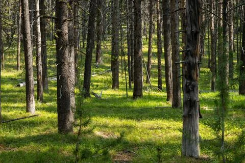 Patches of Sunlight In Pine Forest Foto stock