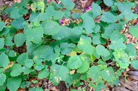Patchouli also patchouly or pachouli Pogostemon cablin spice medicinal plant Foto stock