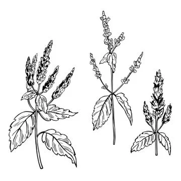 Patchouli branches . Vector ilustration. 스톡 일러스트