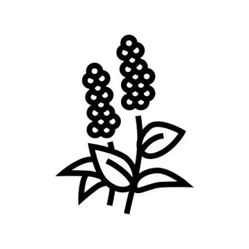 Patchouli flowers aromatherapy line icon vector illustration Stock Illustration