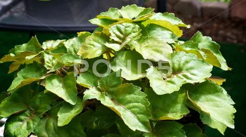 Patchouli in garden Stock Photos