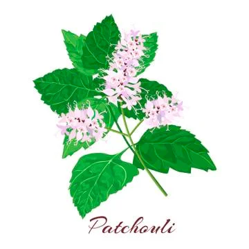 Patchouli known as Pogostemon cablini. Stock Illustration