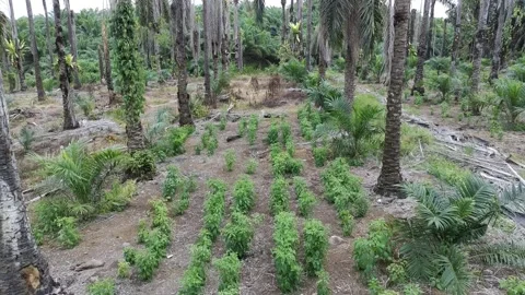 Patchouli leaves are used to make perfume Stock Footage 328243325