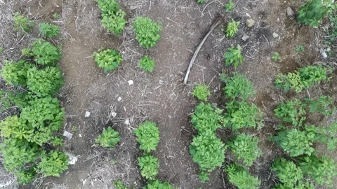 Patchouli leaves are used to make perfume Stock-Footage 328245646