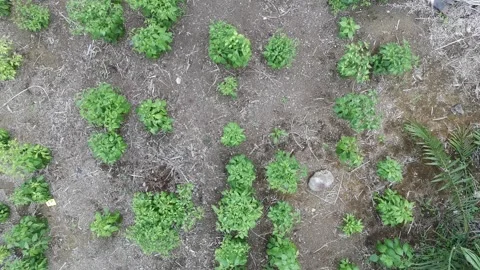 Patchouli leaves are used to make perfume Stock Footage 328246301