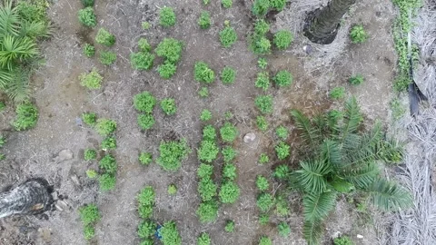 Patchouli leaves are used to make perfume Stock Footage 328248718