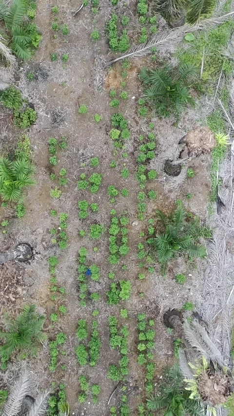 Patchouli leaves are used to make perfume Stock Footage 328250855