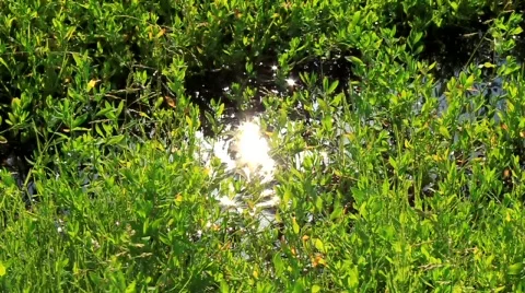 Patchs of sunlight Stock Footage 711627