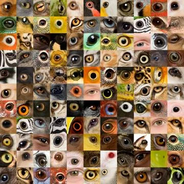 Patchwork of 121 animal and human eyes 스톡 사진