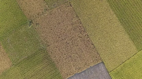 Patchwork Aerial View of Ripe Rice Fields Stock Footage 334677328