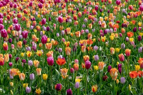 Patchwork and tapestry of tulips Stock Photos