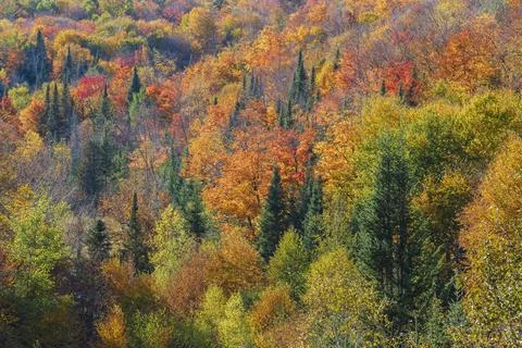 Patchwork of autumn colours in a forest in the Laurentides, Quebec, Canada 写真素材