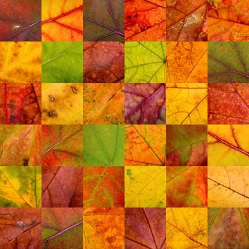Patchwork of autumn leaves Stock Photos