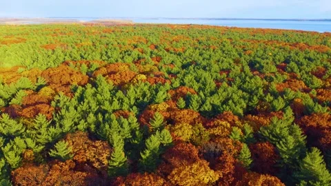 Patchwork canopy of red and green leaves in mixed forest, birdseye view Stock Footage 311367005
