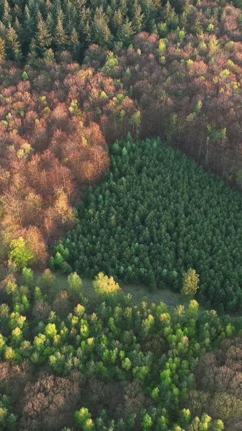 Patchwork of Evergreen and Deciduous Trees in Early Morning Light Stock-Footage 336317459