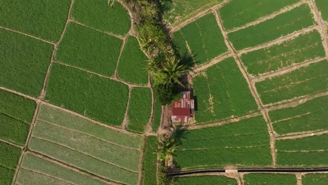 Patchwork farmland dotted with huts near forest edge, Thailand Stock Footage 309239956